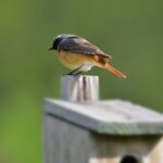 bird, common redstart, ornithology-7222469.jpg