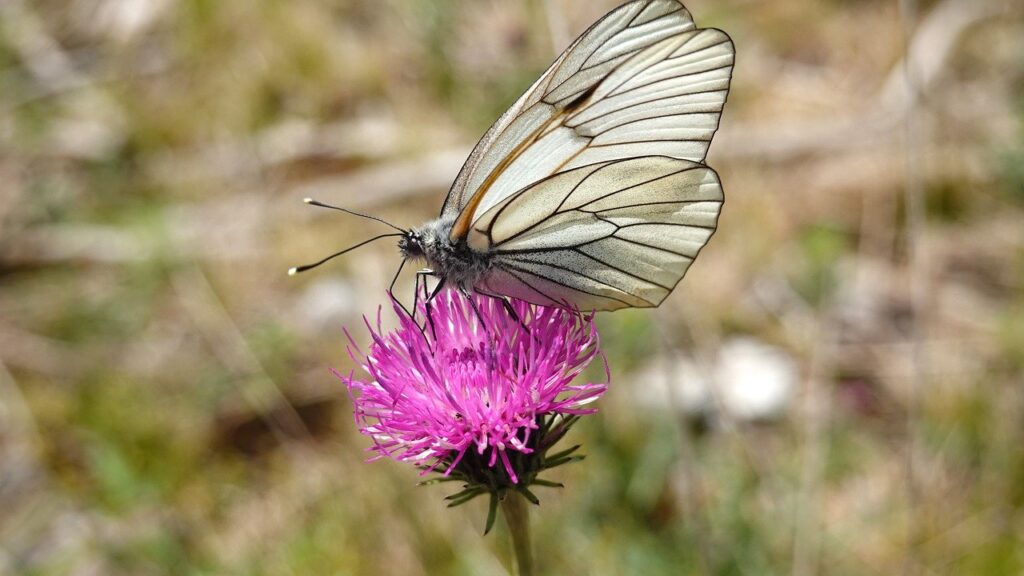 butterfly, flower, pollinate-7220972.jpg