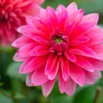 dahlia, flower petals, blossom-7219106.jpg