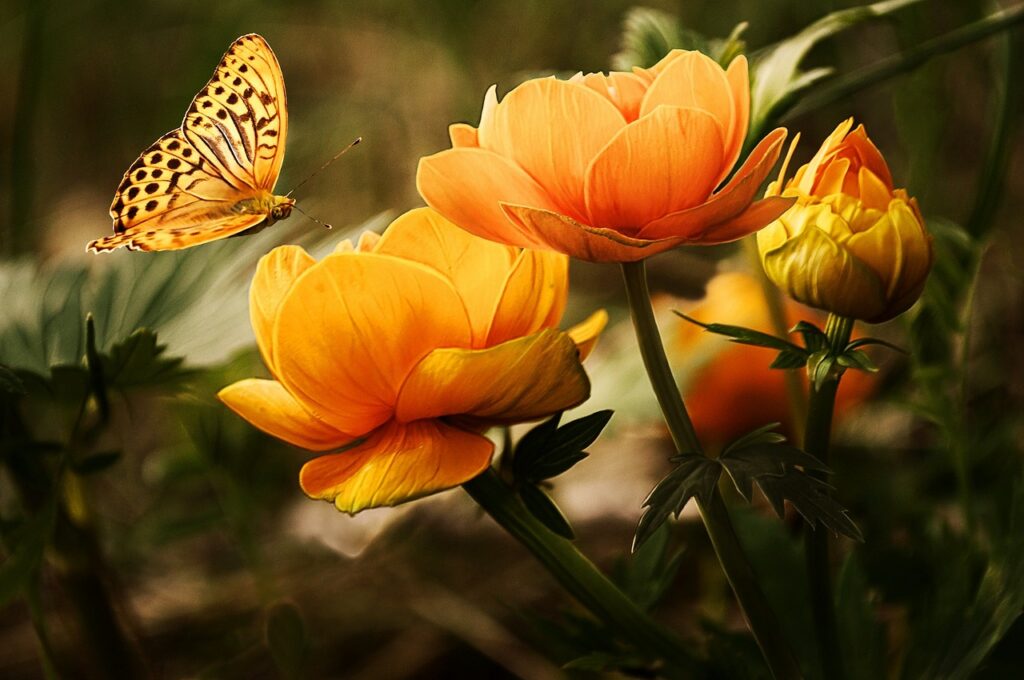 garden, flowers, butterfly-19830.jpg