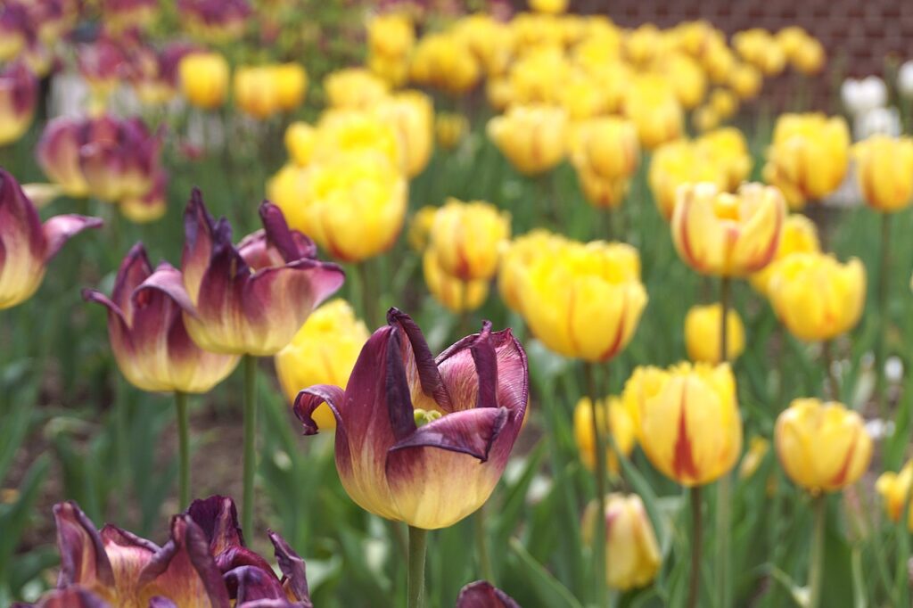 tulips, flowers, flower-7221293.jpg